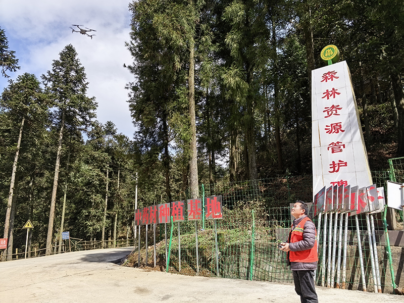 在喜頭鎮的國有奶子山林場，工作人員正操控無人機開展空中巡護，與地面護林員形成空地聯動，構建立體化防火防控體系。