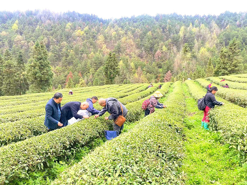 采茶現(xiàn)場(chǎng)。