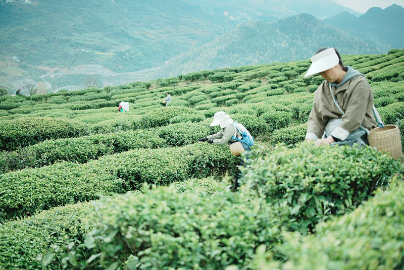 采茶現(xiàn)場(chǎng)。