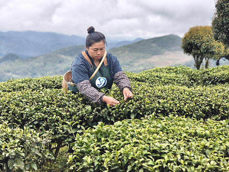 采茶現(xiàn)場(chǎng)。