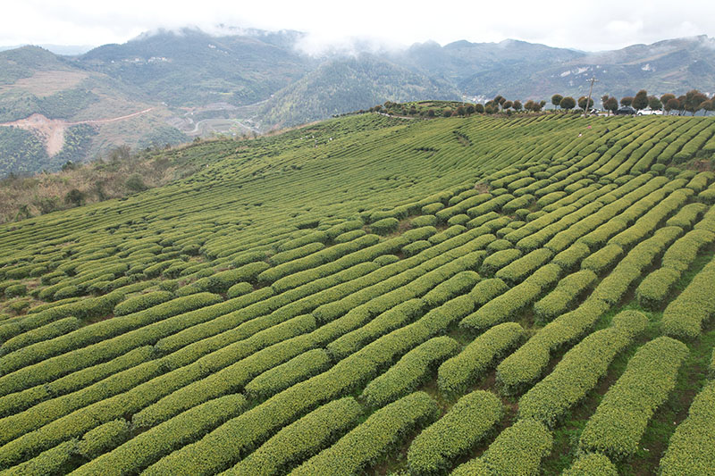 思南許家壩鎮(zhèn)茶園。