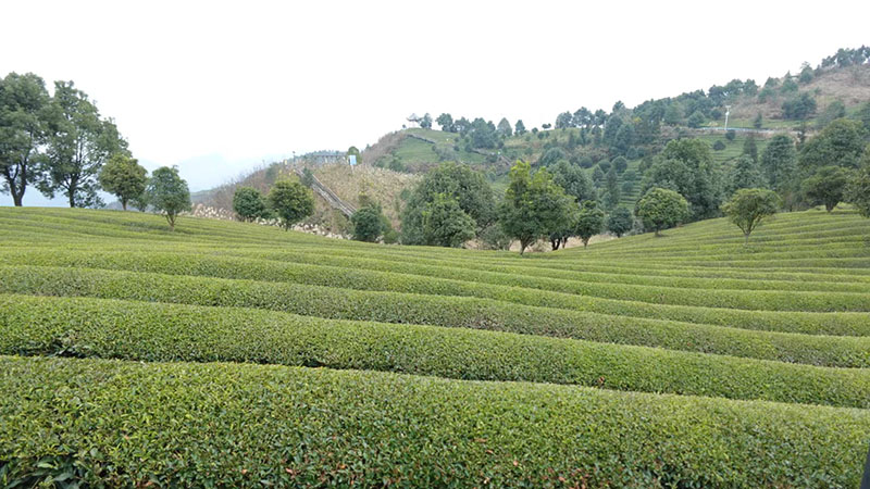 思南鸚鵡溪鎮(zhèn)茶園。