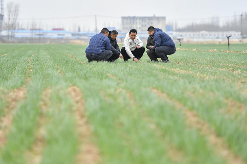 農(nóng)化專家滕先華在田間地頭指導(dǎo)種植戶科學(xué)用肥。