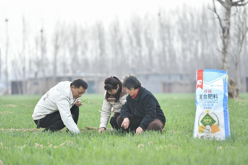 農(nóng)化專家滕先華正在田間地頭為種植戶講解科學(xué)用肥知識(shí)。