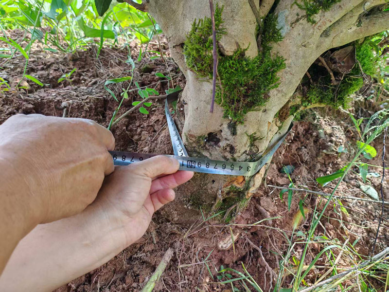 五德古茶樹。