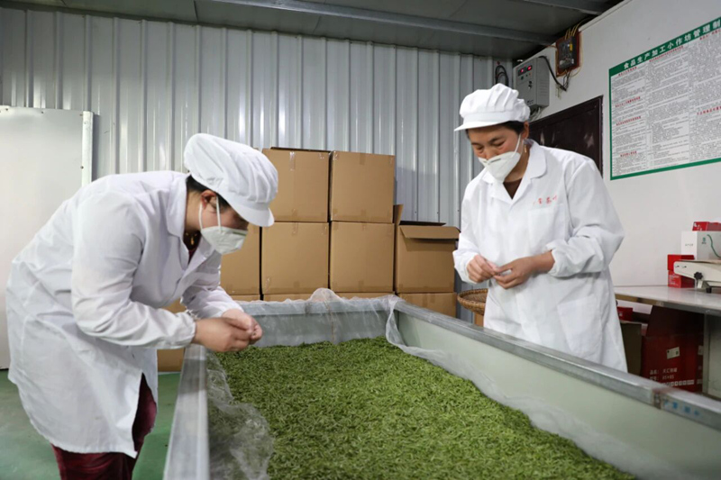 阡璽茶葉工廠。