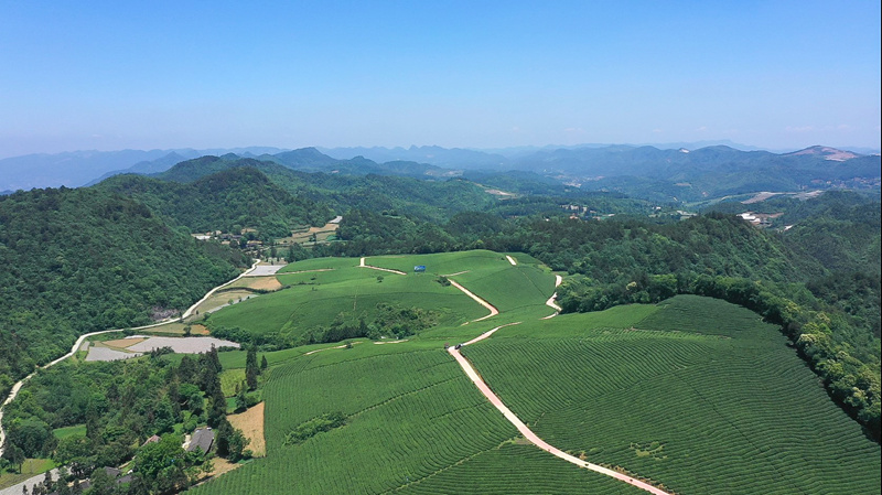 茶園航拍。