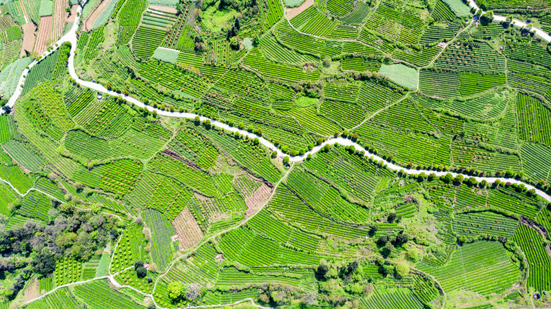 茶園航拍。