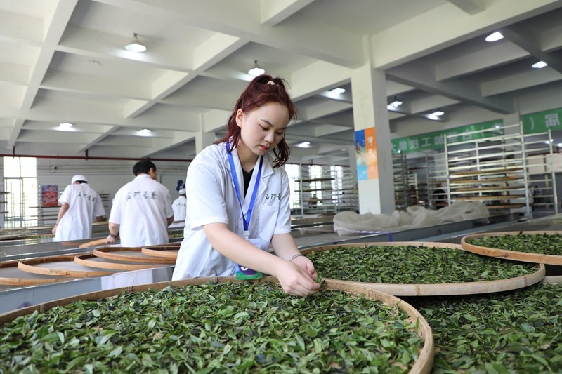 石阡苔茶杯”第二屆（工藝）白茶加工技能大賽比賽現場。