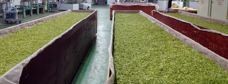 石阡縣阡璽茶葉有限責(zé)任公司的茶青正在攤青。