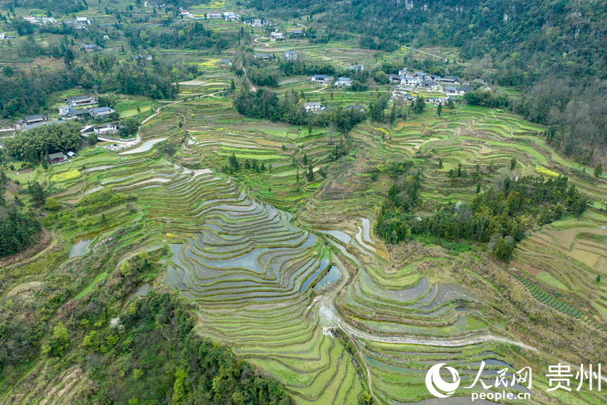 航拍貴州省遵義市鳳岡縣紅安村的千畝梯田。人民網記者 涂敏攝