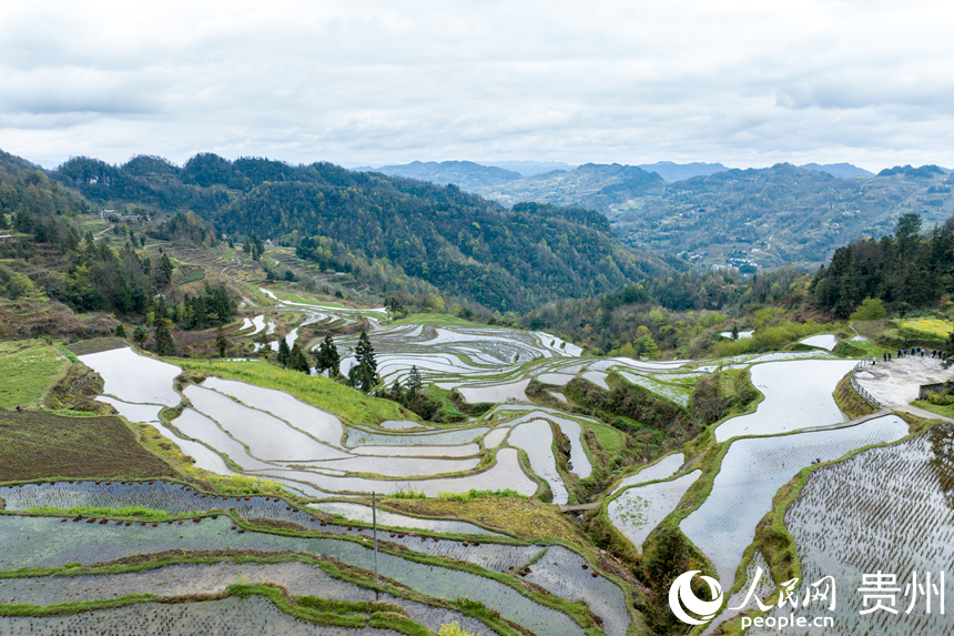 航拍貴州省遵義市鳳岡縣紅安村的千畝梯田。人民網記者 涂敏攝
