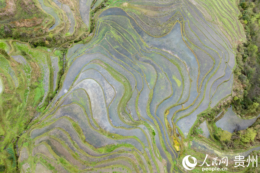 航拍貴州省遵義市鳳岡縣紅安村的千畝梯田。人民網記者 涂敏攝