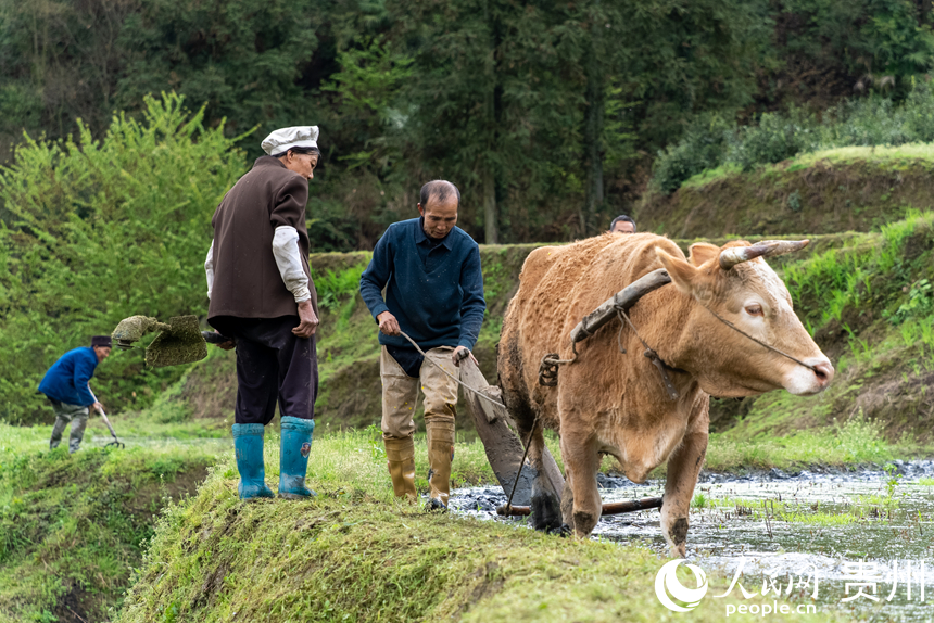 4 農(nóng)戶牽著耕牛在梯田內(nèi)耕地。人民網(wǎng)記者 涂敏 攝
