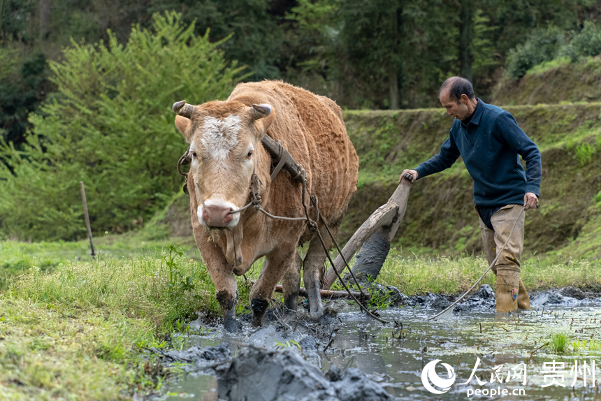 農戶牽著耕牛在梯田內耕地。人民網記者 涂敏攝