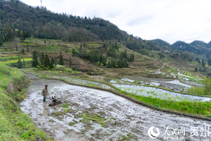 農戶操作旋耕機在梯田內耕地。人民網記者 涂敏攝