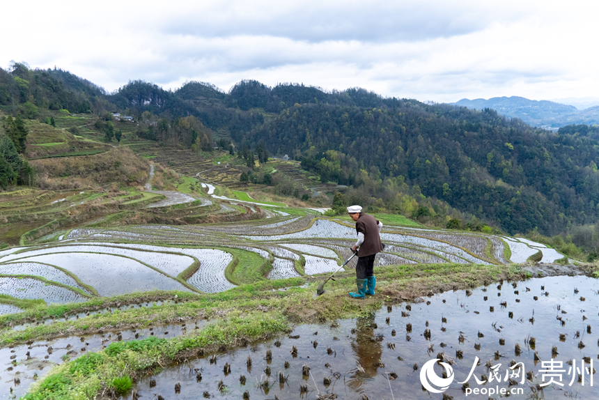 老奶奶使用割草機清理田埂上的雜草。人民網記者 涂敏攝