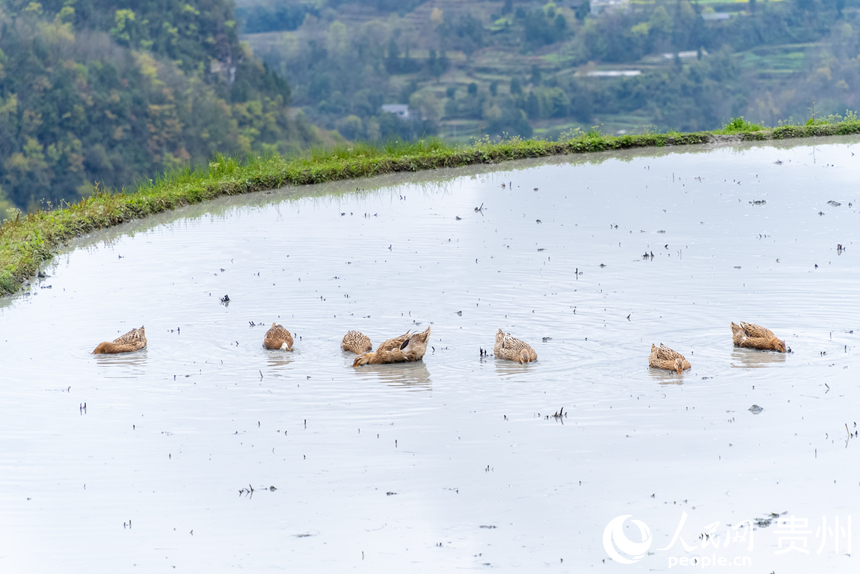 一群鴨子在水田里歡快的覓食。人民網記者 涂敏攝