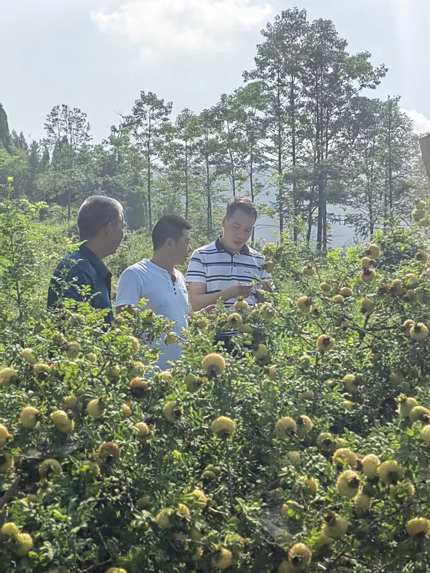 到田間地頭實(shí)地調(diào)研。