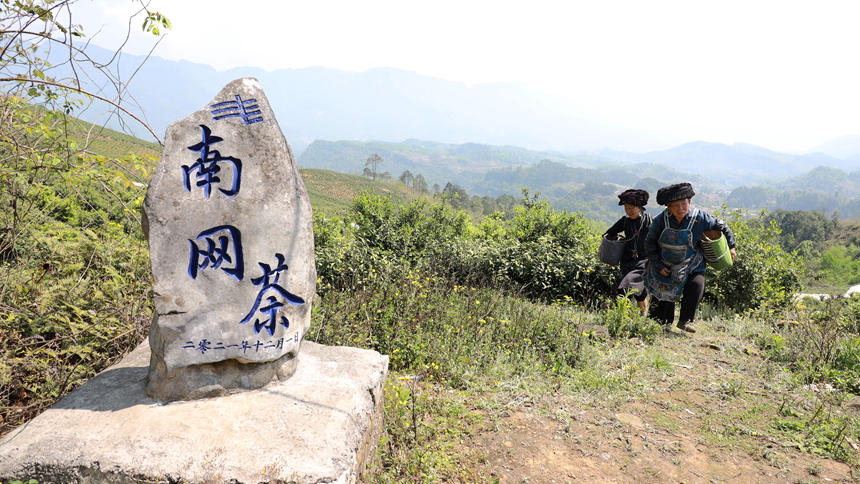 茶農采茶歸來。盧關文攝