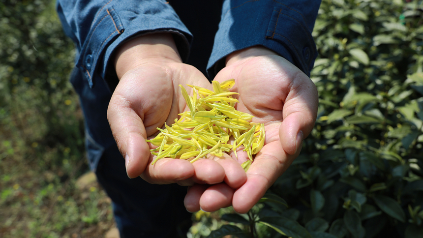 剛采摘的奶白茶。盧關文攝