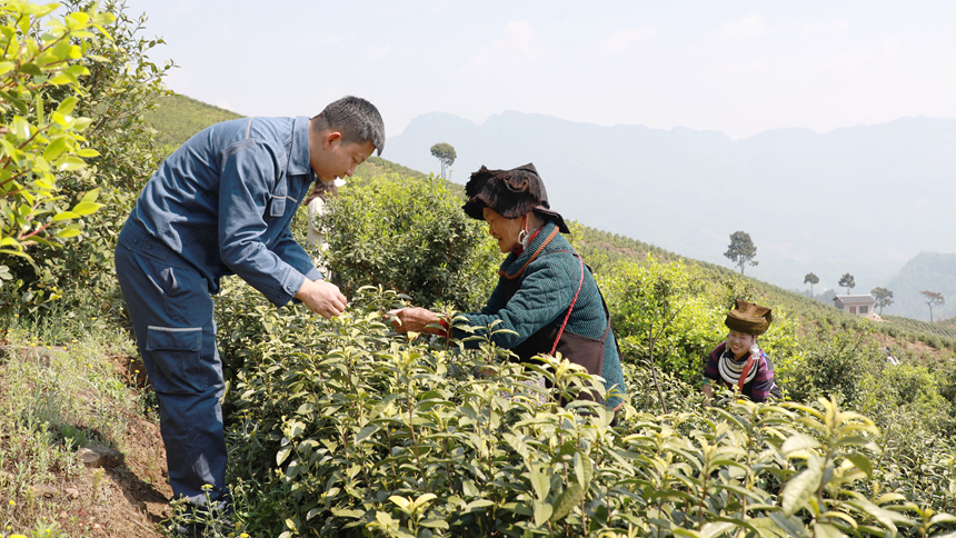 南方電網貴州興義供電局駐村干部與茶農在哦茶園里采茶。盧關文攝