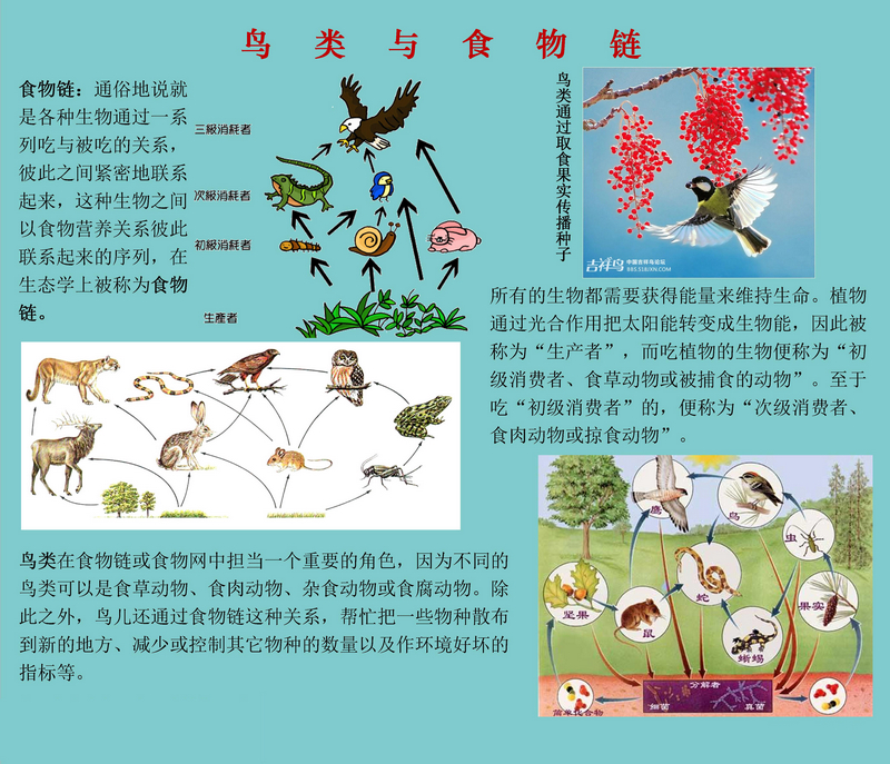 一圖讀懂鳥類在食物鏈中的重要角色。