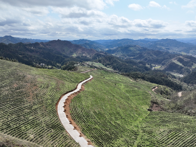 松桃平頭鎮：7000畝生態白茶搶鮮開采。