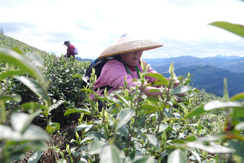 松桃平頭鎮：7000畝生態白茶搶鮮開采。