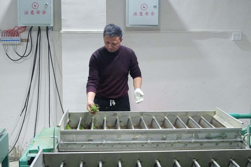 松桃平頭鎮：7000畝生態白茶搶鮮開采。