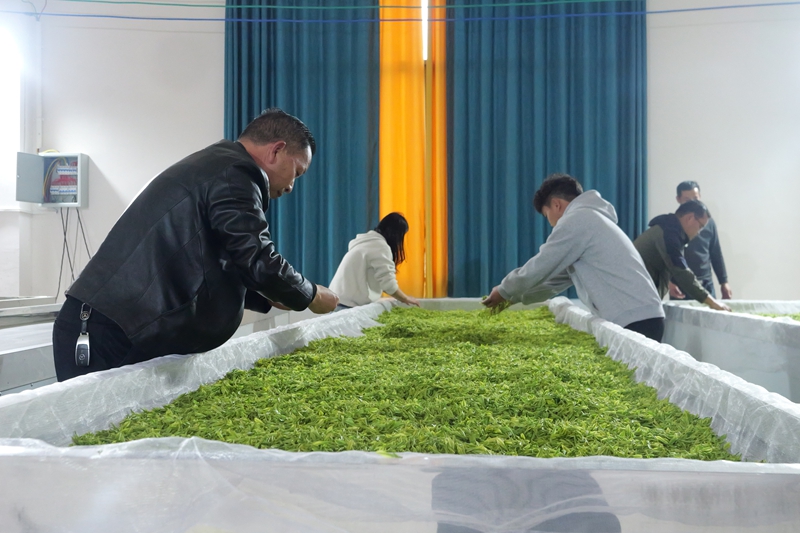 松桃平頭鎮：7000畝生態白茶搶鮮開采。