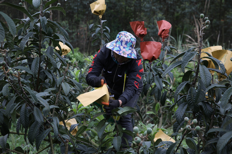 果農為枇杷逐一套袋。