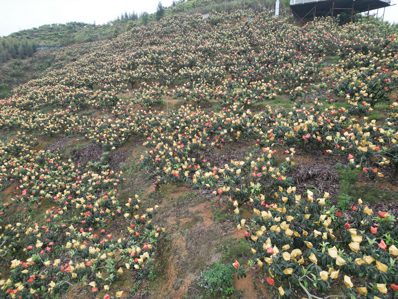 套好袋的枇杷基地。
