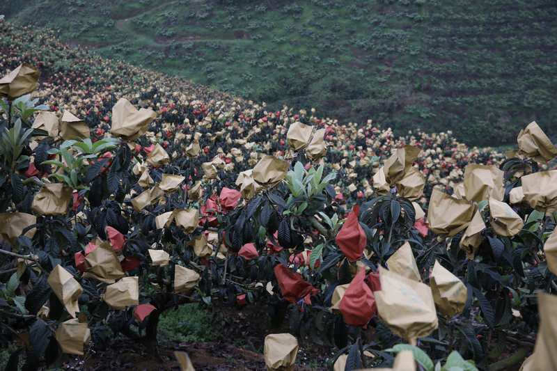 套好袋的枇杷基地。