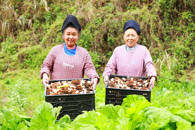 村民手捧采收的羊肚菌喜笑顏開。楊菊梅 攝
