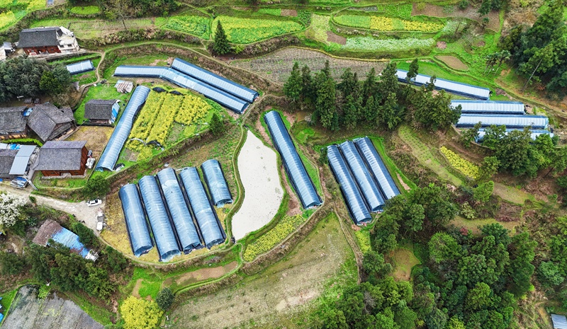劍河縣革東鎮麻栗村的羊肚菌種植大棚。岑光柱 攝