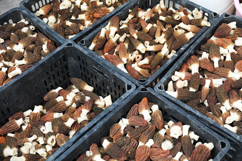 羊肚菌喜獲豐收。楊菊梅 攝 (2)