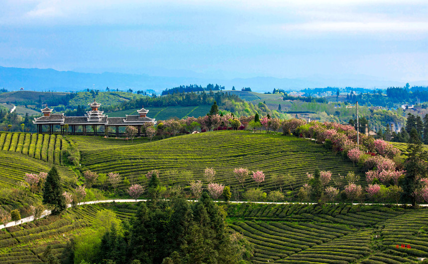 貴州黎平入選全國(guó)茶鄉(xiāng)旅游精品線路。