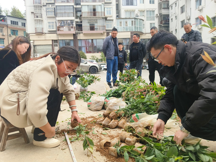 抽檢苗木質量。