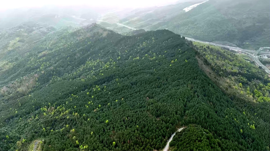 平塘縣林業資源豐富。