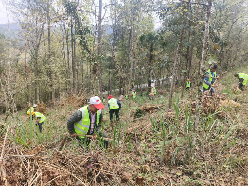 務工群眾正在種樹。