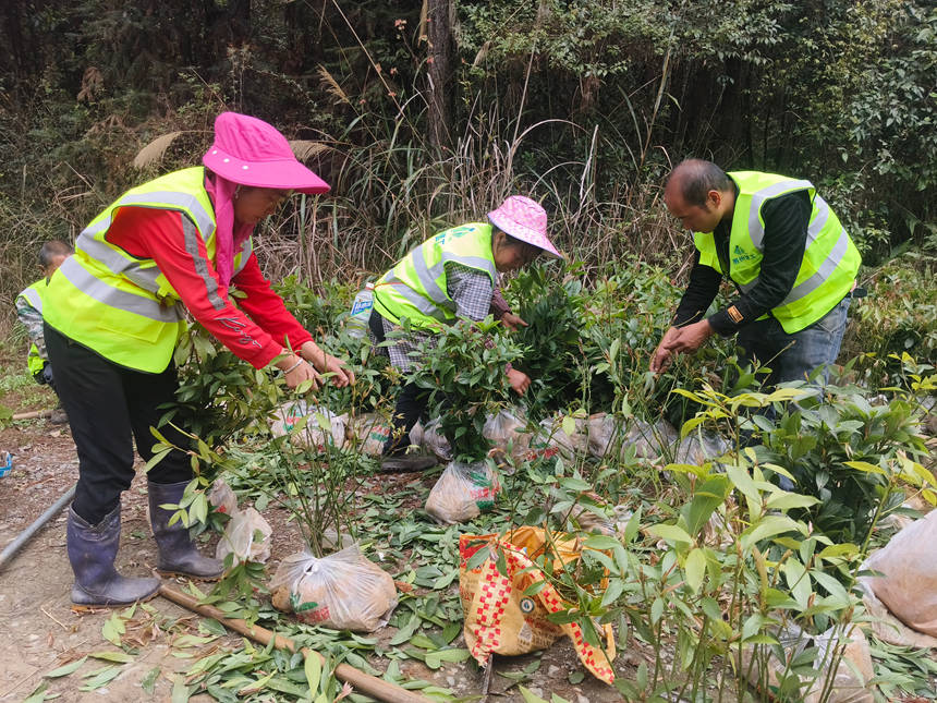 務工群眾正在對即將下地的苗木進行打枝。