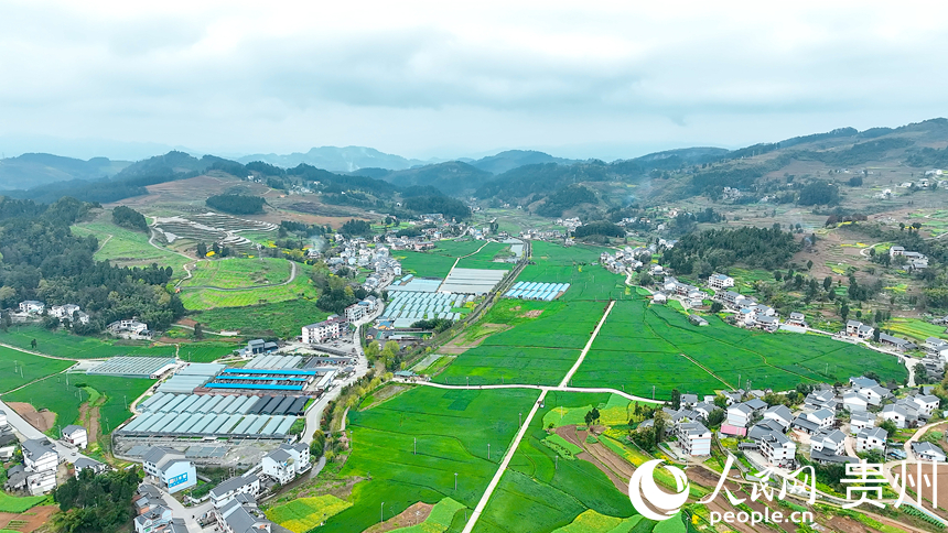 航拍桐梓縣官倉鎮(zhèn)紅旗社區(qū)700余畝麥田。人民網(wǎng)記者 涂敏攝