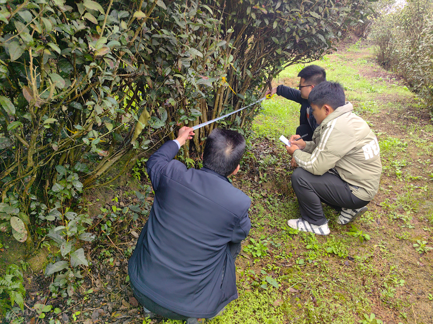 古茶樹保育成效顯。