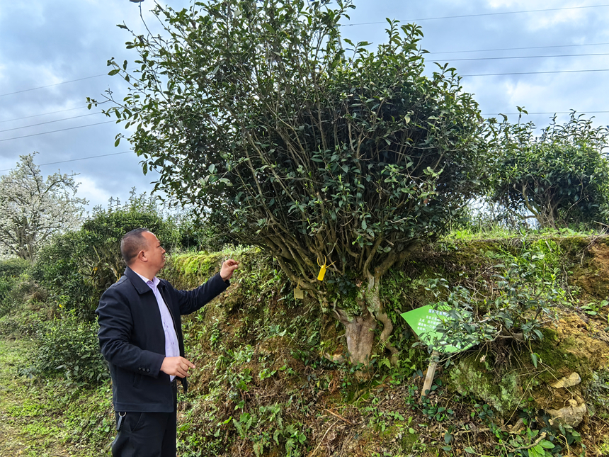 古茶樹保育成效顯。