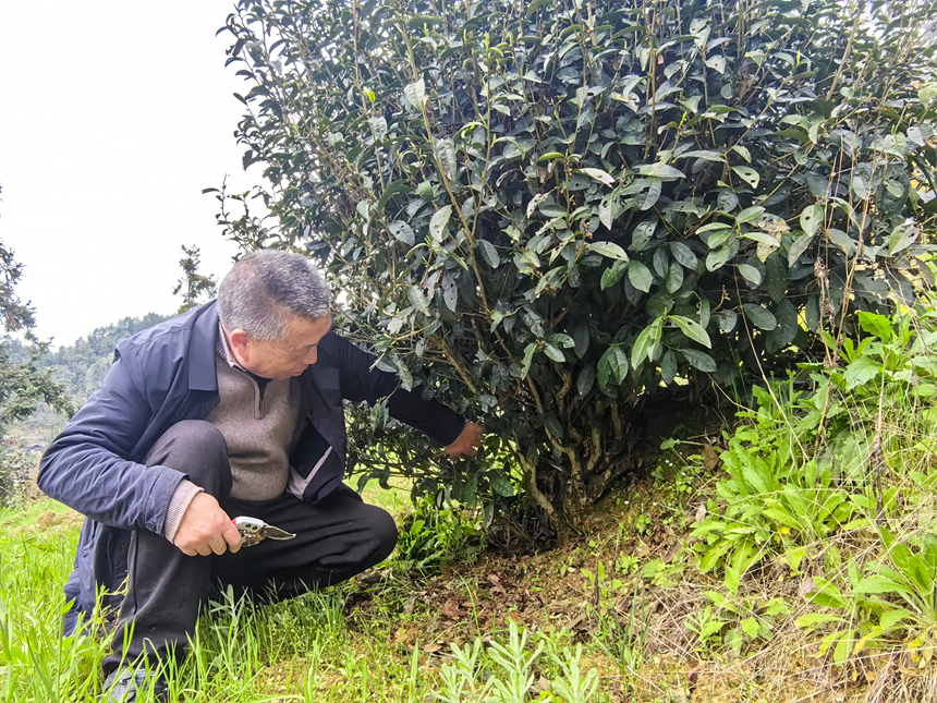 古茶樹保育成效顯。