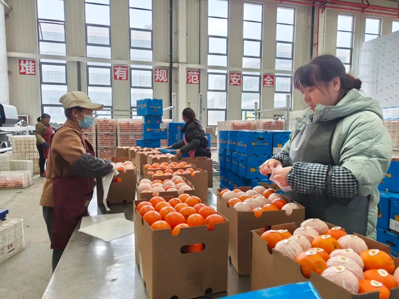 1 工人正在打包已經分揀好的臍橙.jpg