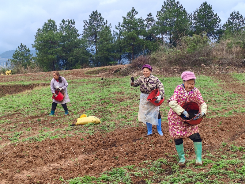 松桃迓駕鎮：春耕備耕正當時 沃野田疇繪新篇。