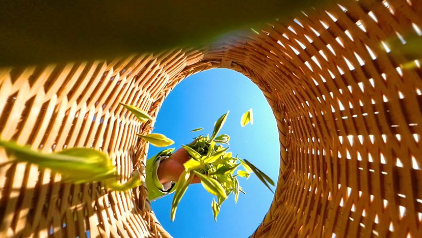 采摘好的明前茶入筐。