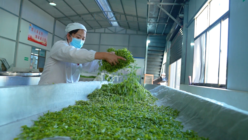茶廠的工作人員正在將茶葉鋪撒開。